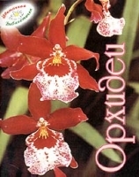 Орхидеи (миниатюрное издание) артикул 12664b.